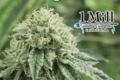 Larry OG