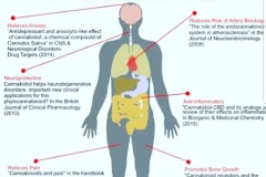 How CBD works in the body