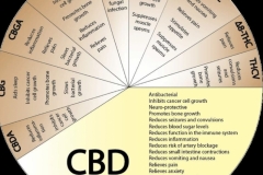 CBD wheel