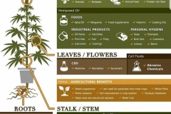 Hemp Plant