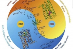 CBD1 & CBD2